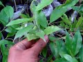 bibit gaharu/ anak pokok gaharu/young plant agarwood