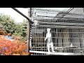 20261022 市川市動植物園　ワオキツネザル　9月にミニ鉄広場へ引っ越した6頭のメスたち　おとなりのエルサとアトム