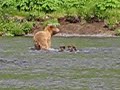 3 Cubs