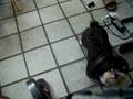 videos de Ziva