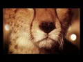 LE GUEPARD - advertising Réalisée par Karim BEN YAHIA
