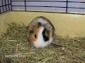Cute guinea pigs ( Gulliga marsvin ) Cute guinea pigs ( Gulliga marsvin )