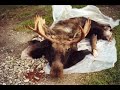 video chasse