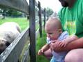 Petting Sheep