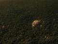 カブトエビの産卵？（Triops 　Laying eggs）