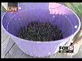 pisando uvas