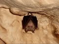 Pipistrelli in Grotta. (Gargano) Pipistrelli in Grotta. (Gargano)