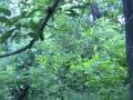 CHARGED BY A TIGRESS -Part 1