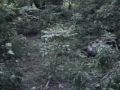CHARGED BY A TIGRESS -Part 1