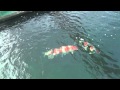 KoiQuestion at Sakai Fish Farm   Main Koi house including the 2011 GC All Japan 11 02 12
