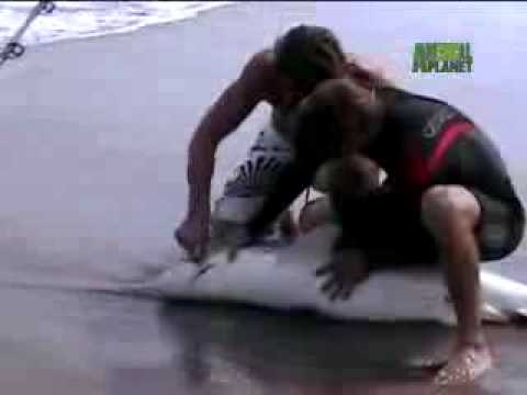 köpek balığı