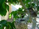 Humming bird nest April 1 2007 #2 (Good Fly Shot)