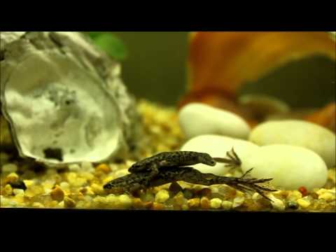 how to cure bloat in african dwarf frogs