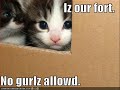 lolcats... lolcats...