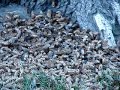 Cicadas are here! Cicadas are here!