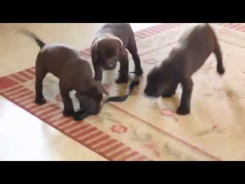 Chocolate Lab Puppies For Sale