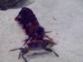 Peacock Mantis Shrimp Eating a Fiddler Crab Round 2