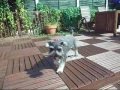Schnauzer Miniatura video