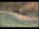 Exceptional Riding Gelding Exceptional Riding Gelding