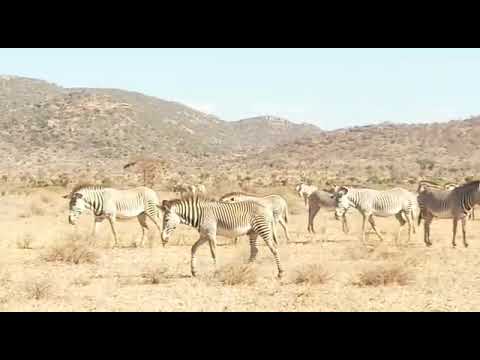 Best Kenya Tanzania Safari Tours For Great Memories