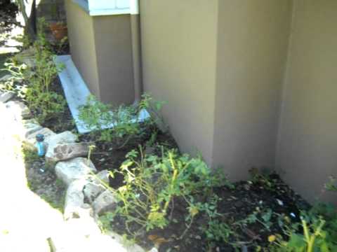 how to plant iceberg roses