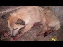 Animal Abuse