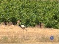 Click para Ver : Producciones agrarias en Red Natura 2000. LIFE Humedales de La Mancha. Reportaje Informativo TVE Castilla La Mancha. 14/08/2014