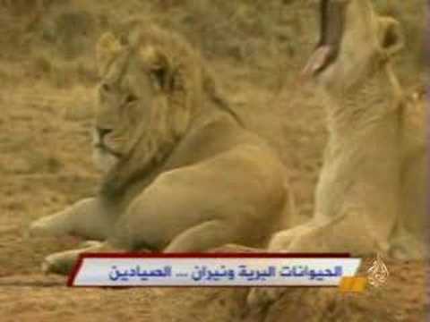 زب اسود