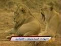 الحيوانات البرية ونيران الصيادين