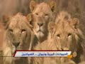 الحيوانات البرية ونيران الصيادين