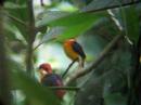 birder