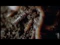 Agoraphobic Nosebleed - \"Mosquito Holding Human Cattle Prod\"