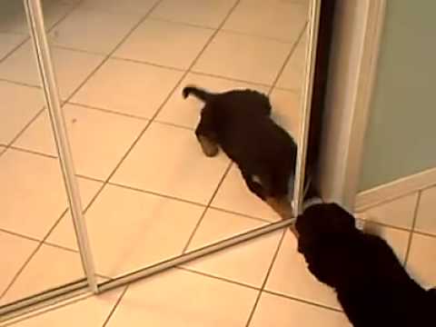 Bernese Mountain Dog and Lab Puppy Barking at Reflection in Mirror for the First Time :-)
