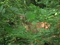 Fawn running away on Lake Perry bike trails.