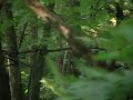 Fawn running away on Lake Perry bike trails.