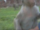 Monkey steals passport