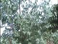 videos de Tropisch Vordenstein  36 - Eucalyptus gunnii,tweedia