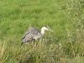 Reiger schudt de veren Reiger schudt de veren