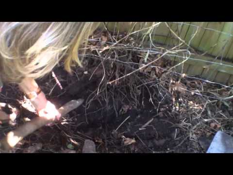 how to grow nz yams in australia