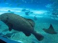 Churaumi Aquarium, Okinawa