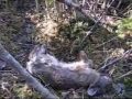 Snaring Rabbits - Checking Rabbit Snares