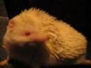 nipsu the pläski hedgehog
