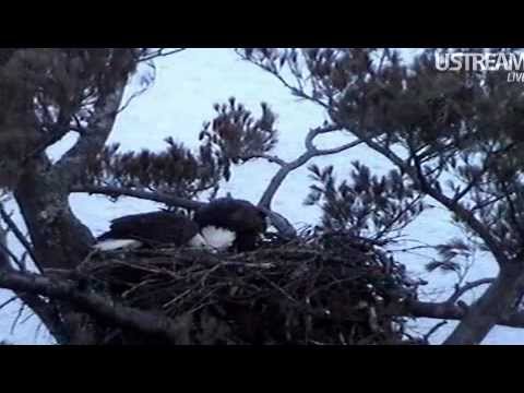 3 minute maine - 3 minute video of Maine bald eagles visiting their nest at dusk.