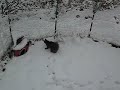 Cats first annual snow outing