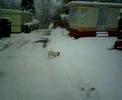 Misty Snow Jumping Misty Snow Jumping