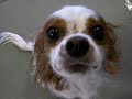 おねだりキャバ嬢はなちゃん YouTube