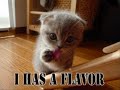 Funny Cat,Dog and Bird Picures FaiL Funny Cat,Dog and Bird Picures FaiL