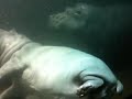 Go Hippo!