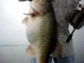 15-Lbs-Bass-on-Sugar