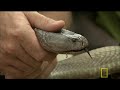 worlds largest spitting cobra